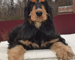 Собаки в Зеленограде: Английского кокер спаниеля щенки Мальчик, 25 000 руб. - фото 2