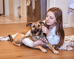 Собаки в Москве: Небольшая собачка, 14 кг в добрые руки Девочка, Бесплатно - фото 1