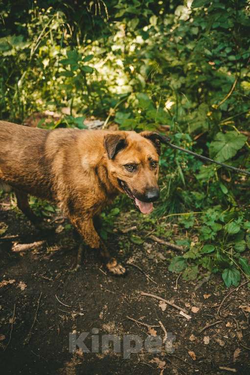Собаки в Москве: Руфо Мальчик, Бесплатно - фото 4