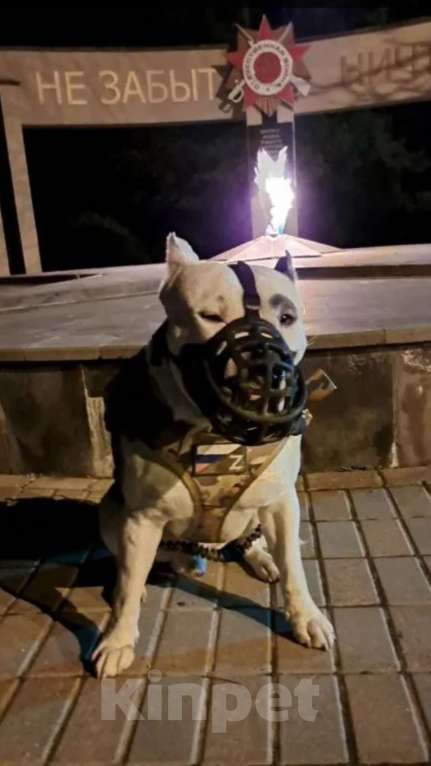 Собаки в Пятигорске: Вязка для матёрого кабеля по кличке Тайфун ! Мальчик, Бесплатно - фото 7