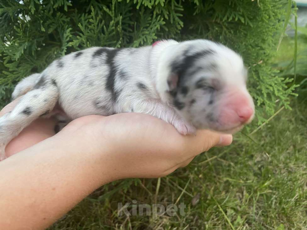 Собаки в Новокуйбышевске: Девочка голубой мрамор  Девочка, 75 000 руб. - фото 1