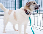 Собаки в Подольске: Очаровательный песик Каспий в добрые руки Мальчик, Бесплатно - фото 2