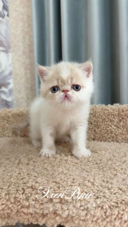 Кошки в Москве: котенок экзот Мальчик, 60 000 руб. - фото 4