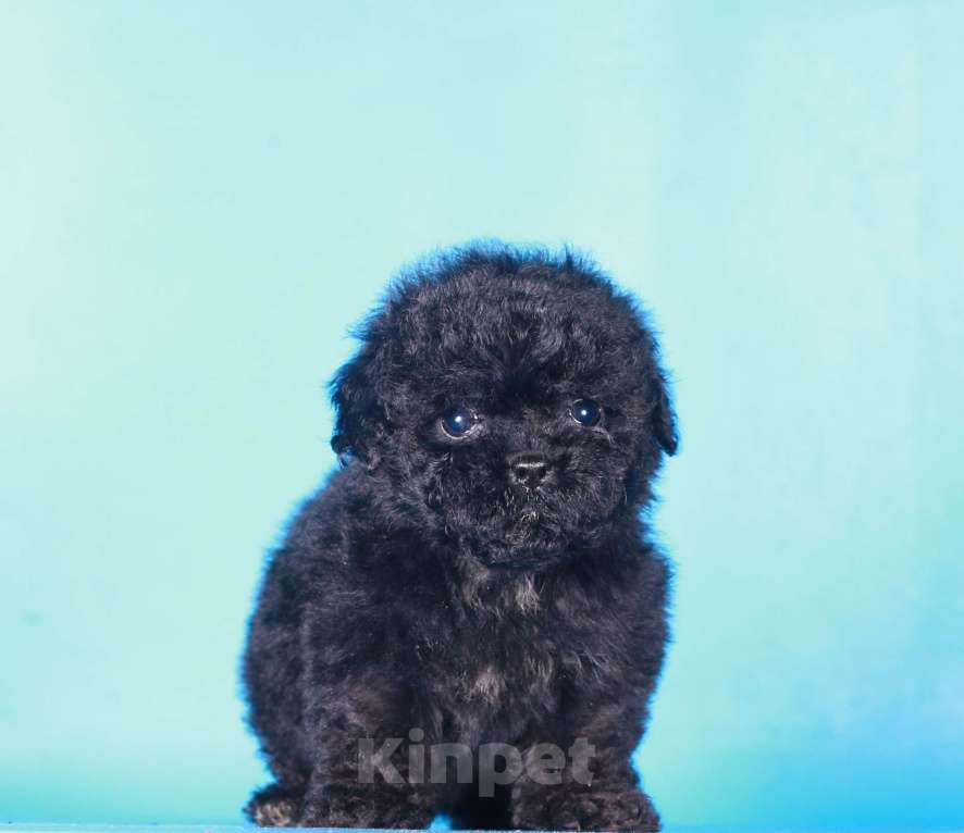 Собаки в Москве: мальтипу Ф1 щенок мини девочка Девочка, 90 000 руб. - фото 4