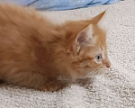 Кошки в Королеве: Котенок в добрые руки Мальчик, Бесплатно - фото 3