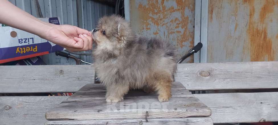 Собаки в Туле: Блюмка Мальчик, 50 000 руб. - фото 4