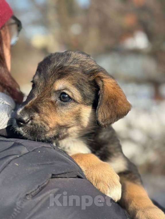 Собаки в Королеве: Щенки метисы овчарки Девочка, Бесплатно - фото 1