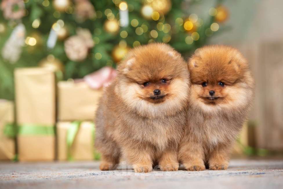 Собаки в Москве: Померанский шпиц мальчик и девочка РКФ Мальчик, Бесплатно - фото 2