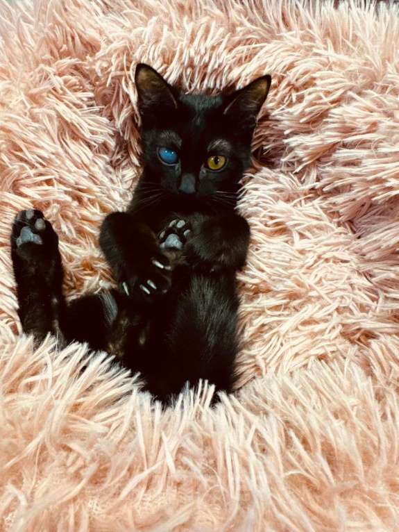 Кошки в Химках: Котенок ищет дом Мальчик, Бесплатно - фото 2