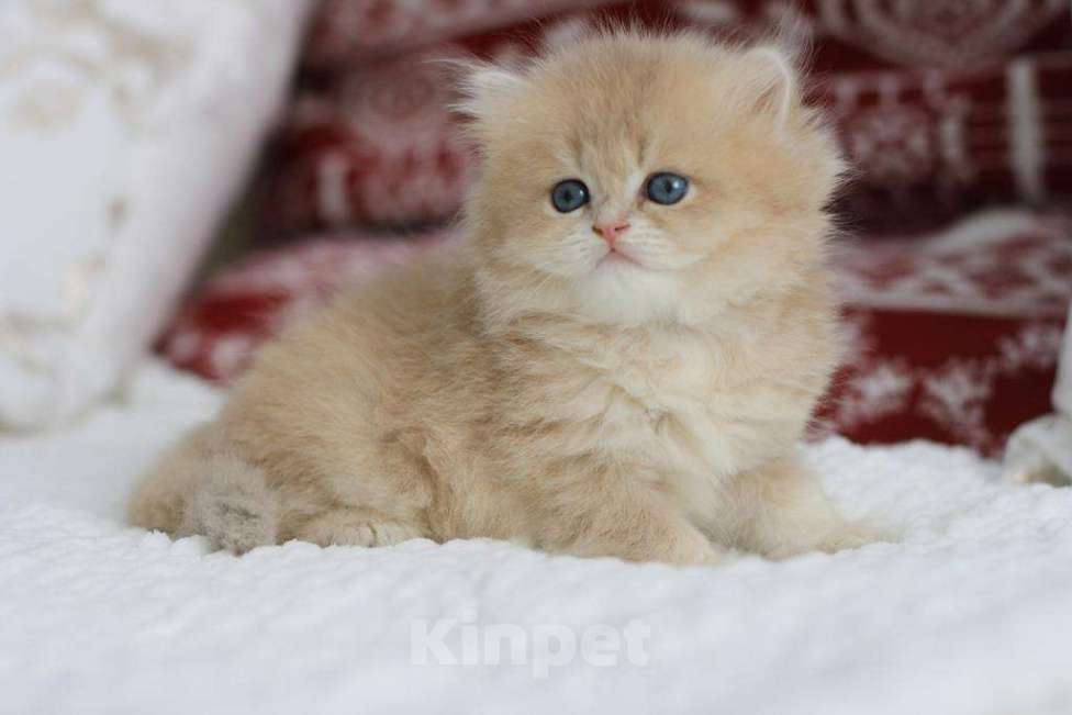 Кошки в Новосибирске: Ivory cy11 Девочка, Бесплатно - фото 3