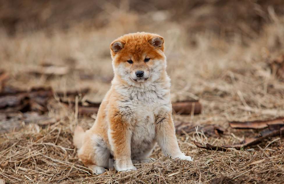 Собаки в Вологде: Сиба Мальчик, 80 000 руб. - фото 6