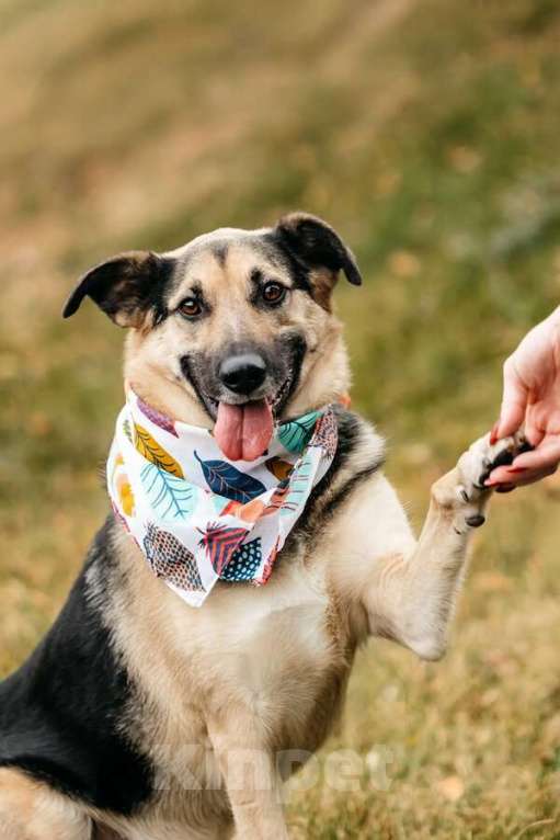 Собаки в Москве: Дэнди ждёт своего человека. Москва, МО Мальчик, Бесплатно - фото 1