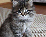 Кошки в Ливны: Роскошные сибиряки, 9 000 руб. - фото 3