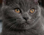 Кошки в Собинке: Британские вислоухие дети, 2 300 руб. - фото 10