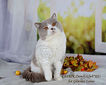 Кошки в Санкт-Петербурге: Ласковый контактный котик окраса лиловый биколор, 10 000 руб. - фото 1