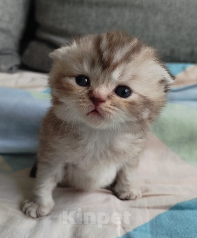 Кошки в Санкт-Петербурге: Шотландские котята Мальчик, Бесплатно - фото 7