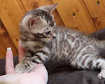 Кошки в Туле: Бенгальский котенок коричневый шоколад Мальчик, 30 000 руб. - фото 5