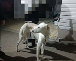 Собаки в Ставрополе: Нашлась собака Девочка, 1 руб. - фото 2