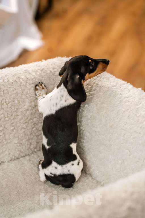 Собаки в других городах Московской области: Кроличья такса, пайнболд, Американский окрас Девочка, 220 000 руб. - фото 2