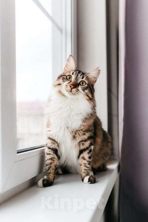 Кошки в Москве: Кот Кемер ищет дом Мальчик, Бесплатно - фото 4