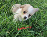Собаки в Нижнем Новгороде: Вельш-корги-пемброк Девочка, 50 000 руб. - фото 1