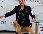 Собаки в Люберцах: С Янтарного моря  Мальчик, Бесплатно - фото 3
