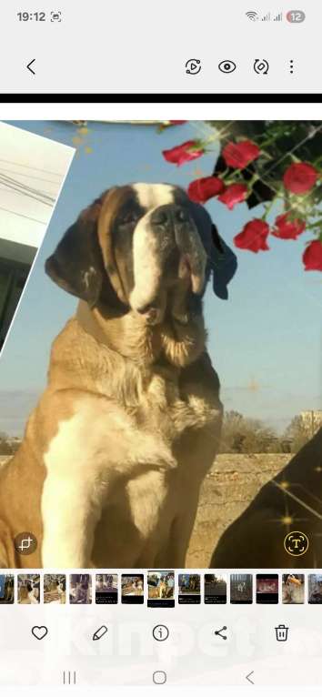 Собаки в Самаре: Малыши сенбернара Мальчик, 80 000 руб. - фото 3