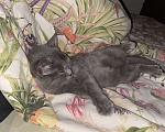 Кошки в Щербинке: Бесплатно британец Лёва  Мальчик, Бесплатно - фото 4