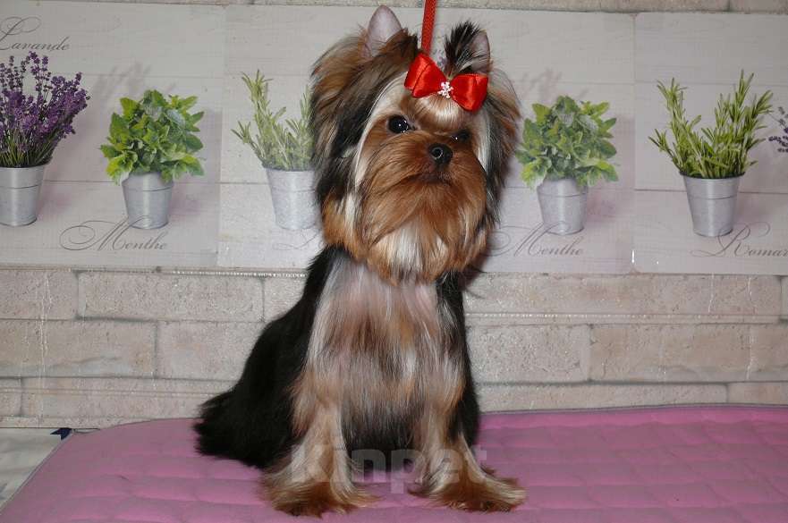 Собаки в Королеве: Йорк девочка, Девочка, 85 000 руб. - фото 4