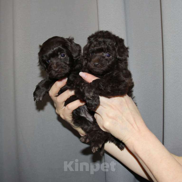 Собаки в Санкт-Петербурге: Той-пудель щенки - шоколадные. СПб Разнополые, 80 000 руб. - фото 3