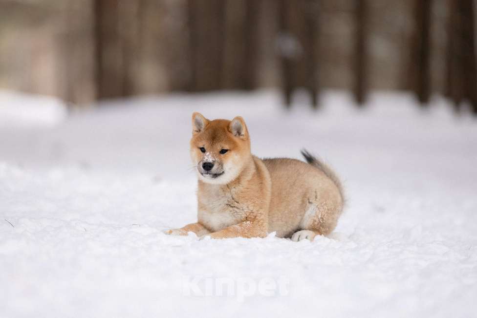 Собаки в Новосибирске: Щенки Сиба Ину Девочка, 60 000 руб. - фото 2