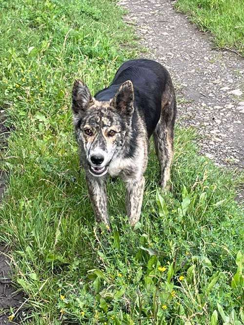 Собаки в Туле: Ласковый, дружелюбный песик-подросток Проша ищет дом Мальчик, 10 руб. - фото 5