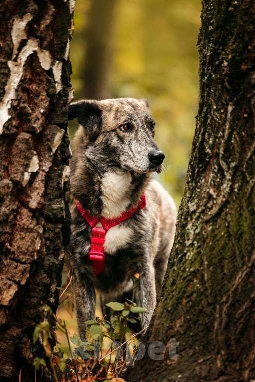 Собаки в Москве: Уникальная Верба в поисках дома Девочка, Бесплатно - фото 5
