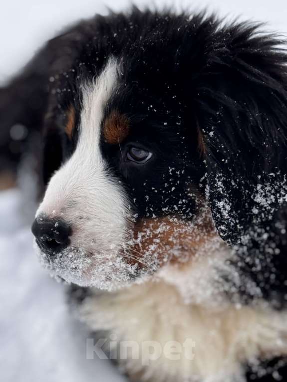 Собаки в Челябинске: Щенки бернского зенненхунда Девочка, Бесплатно - фото 2
