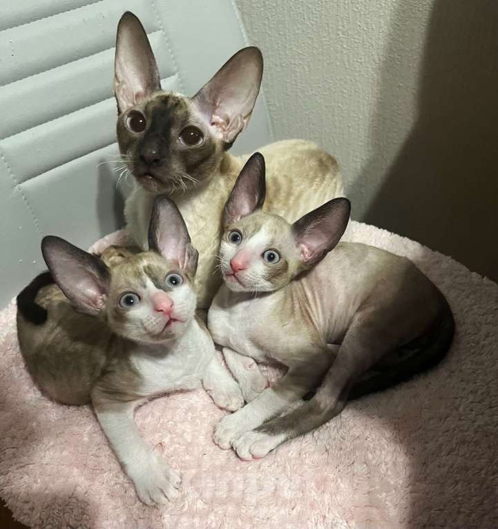 Кошки в Ростове-на-Дону: Котенок Корниш-рекс Мальчик, 45 000 руб. - фото 8