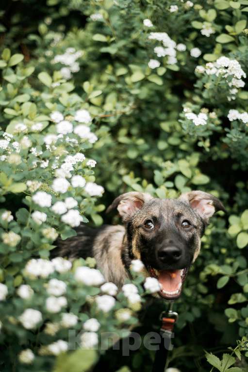 Собаки в Москве: Щенок Леха - очень нужен дом!  Мальчик, Бесплатно - фото 7