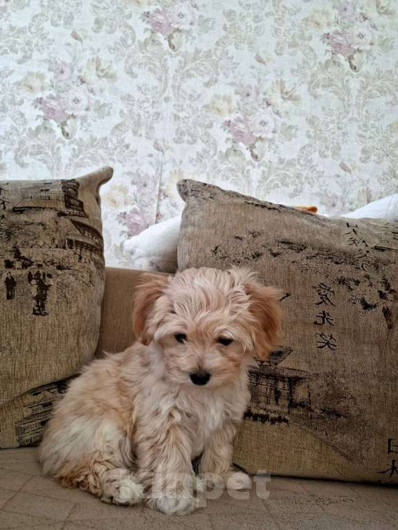 Собаки в Ростове-на-Дону: Мальтипу щенки Мальчик, 50 000 руб. - фото 5