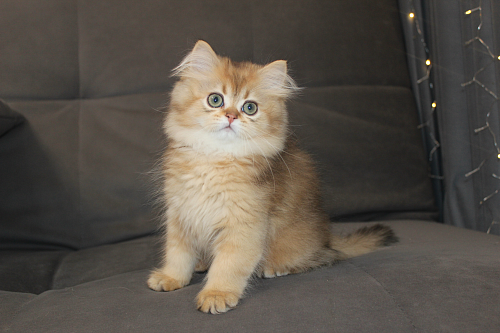 Котик Хайленд 