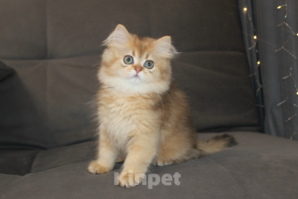 Кошки в Краснодаре: Котик Хайленд  Мальчик, 35 000 руб. - фото 1