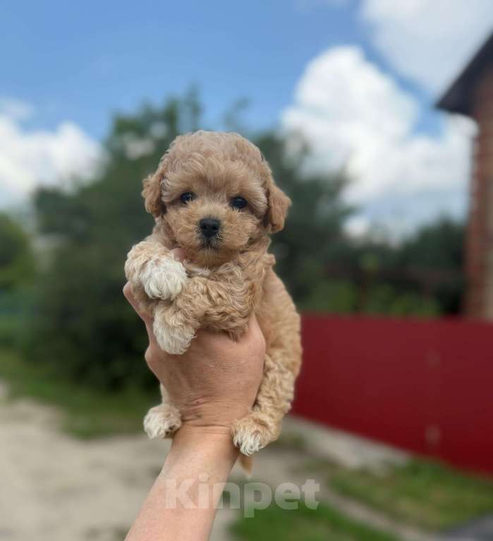 Собаки в Котельнике: Мальтипу девочка Девочка, 180 000 руб. - фото 2