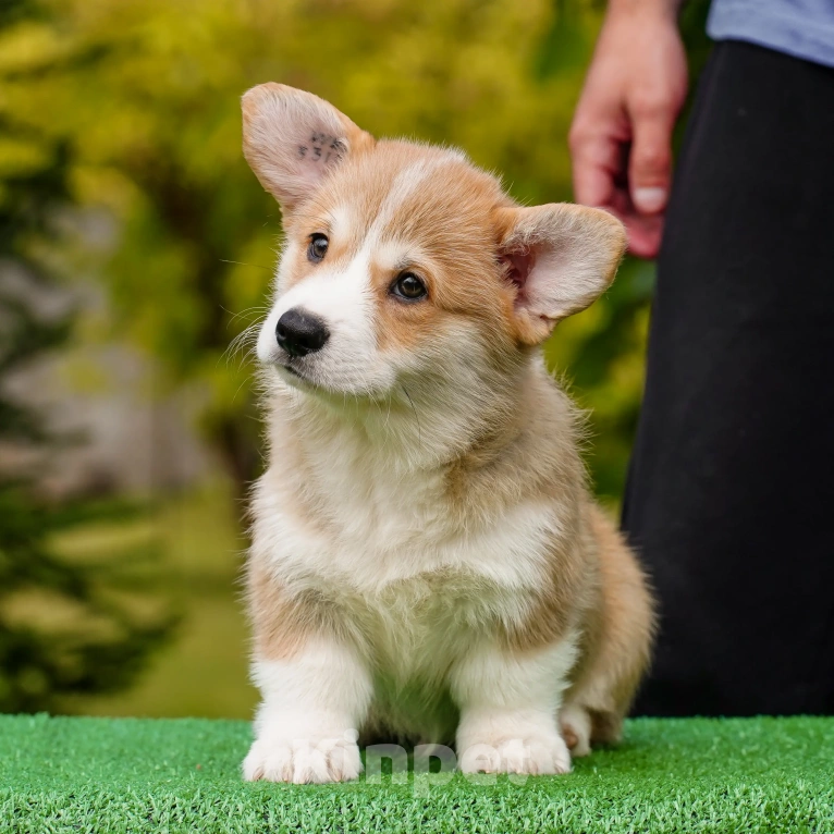 Собаки в Воронеже: Щенок вельш корги пемброк — GRISHA WOLF Мальчик, 100 000 руб. - фото 6