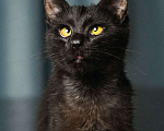 Кошки в Москве: Ласковый черный котенок-мальчик Мальчик, Бесплатно - фото 1