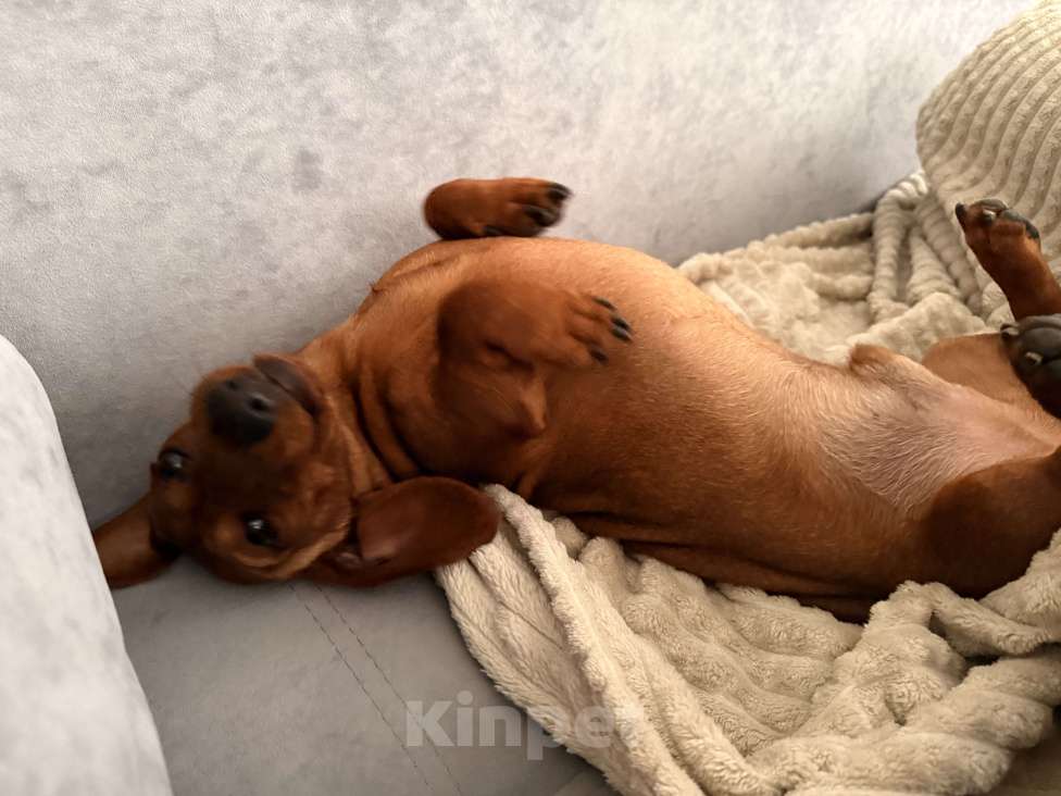 Собаки в Воронеже: Кобель для вязки❗️ Мальчик, 2 000 руб. - фото 5