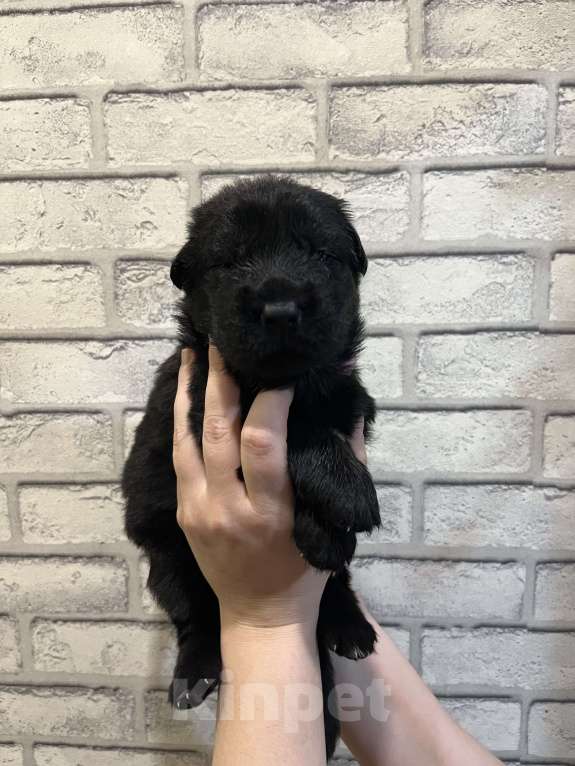 Собаки в Полевском: Продаю щенков немецкой овчарки  Мальчик, 25 000 руб. - фото 2