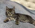 Кошки в Тамбове: Котёнок в добрые руки Девочка, Бесплатно - фото 1