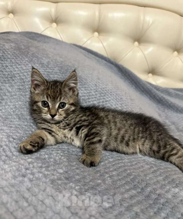 Кошки в Тамбове: Котёнок в добрые руки Девочка, Бесплатно - фото 1