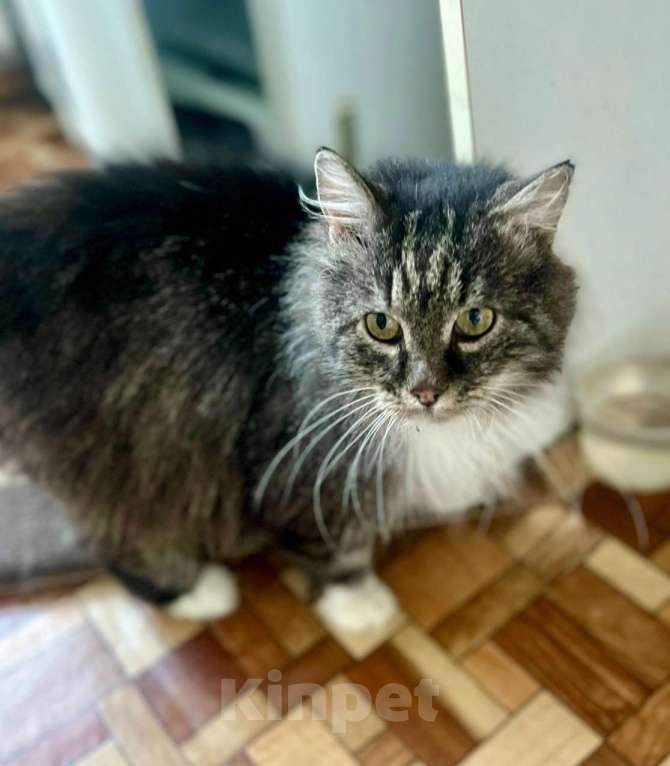 Кошки в Санкт-Петербурге: Котик Зубок ищет дом! Мальчик, Бесплатно - фото 1