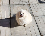 Собаки в Москве: Девочка померанского шпица из племенного питомника Девочка, 10 000 руб. - фото 1