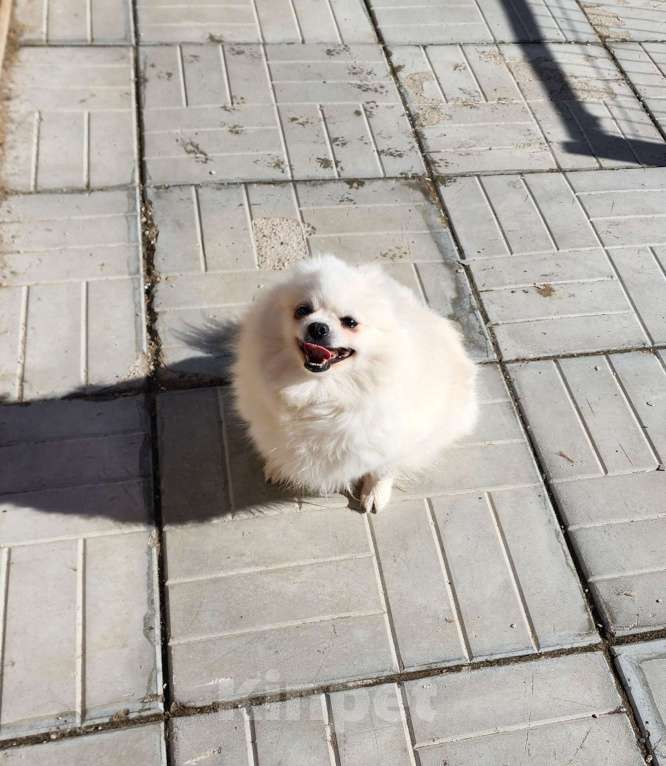 Собаки в Москве: Девочка померанского шпица из племенного питомника Девочка, 10 000 руб. - фото 1