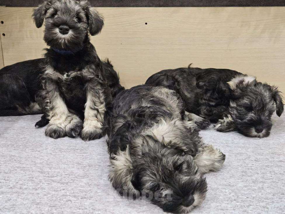 Собаки в Москве: Цвергшнауцер щенки девочки Девочка, 63 000 руб. - фото 2